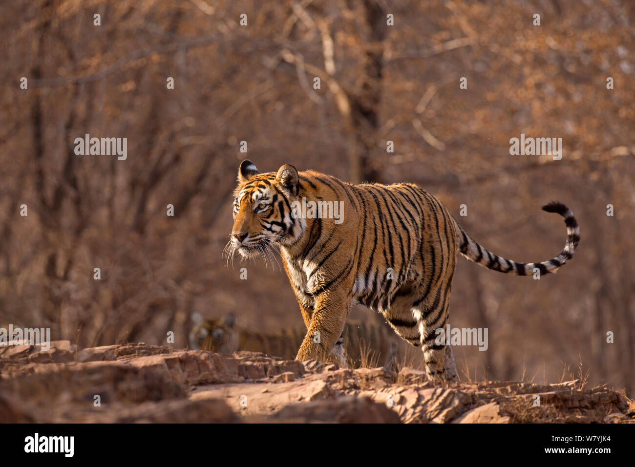Bengal Tiger (Panthera tigris tigris) Weibliche&#39; T 19 Krishna &#39; Wandern, Ranthambhore Nationalpark, Indien. Stockfoto