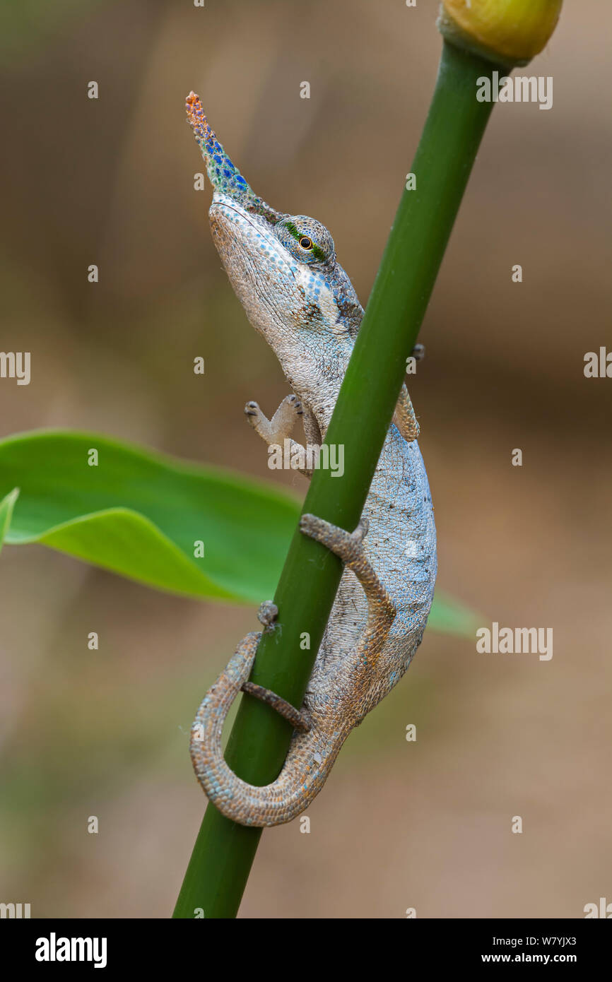 Lance - gerochen Chameleon (Calumna gallus) männlich, Vohimana finden, Madagaskar. Stockfoto
