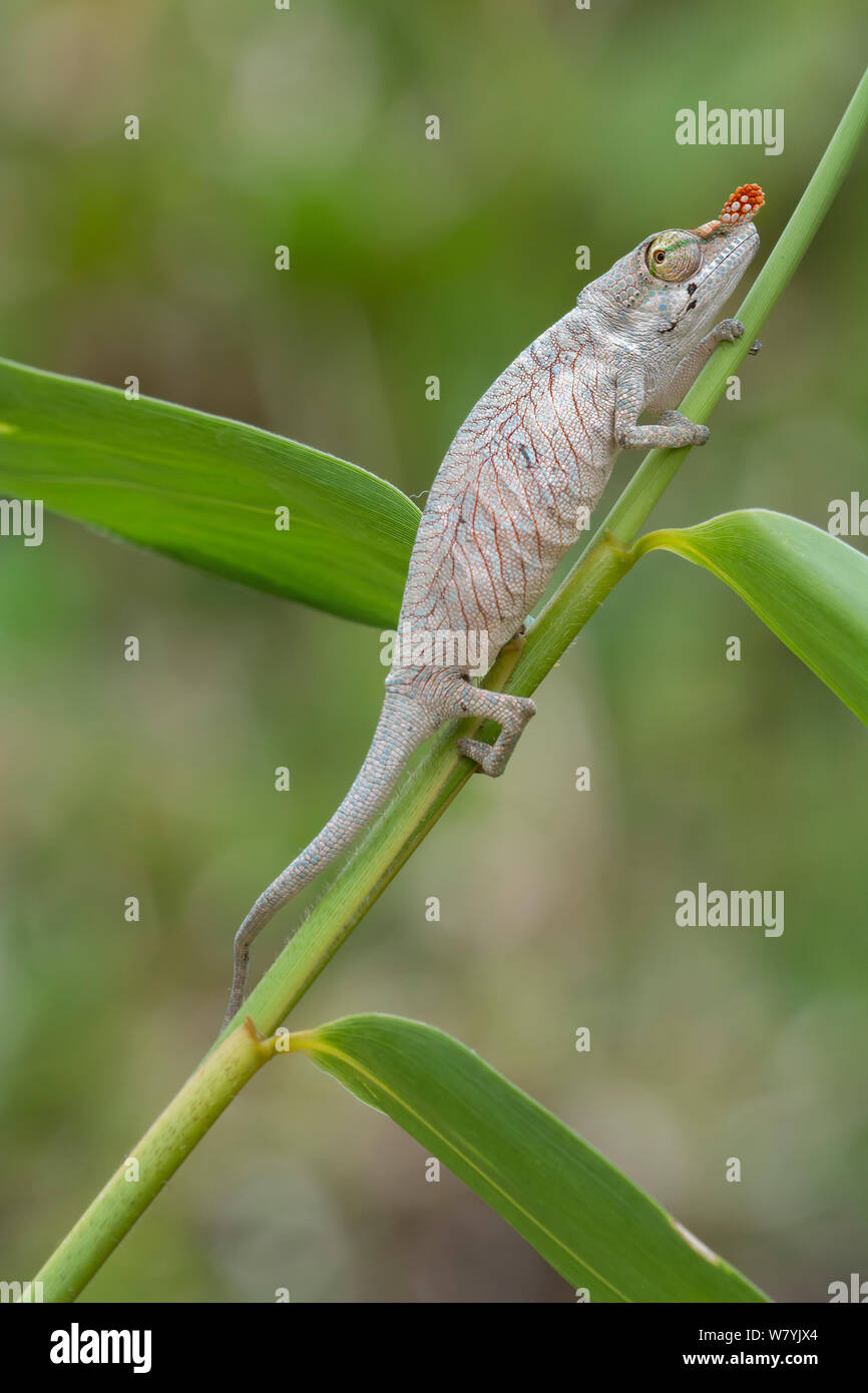 Lance - gerochen Chameleon (Calumna gallus) Weiblich, Vohimana finden, Madagaskar. Stockfoto
