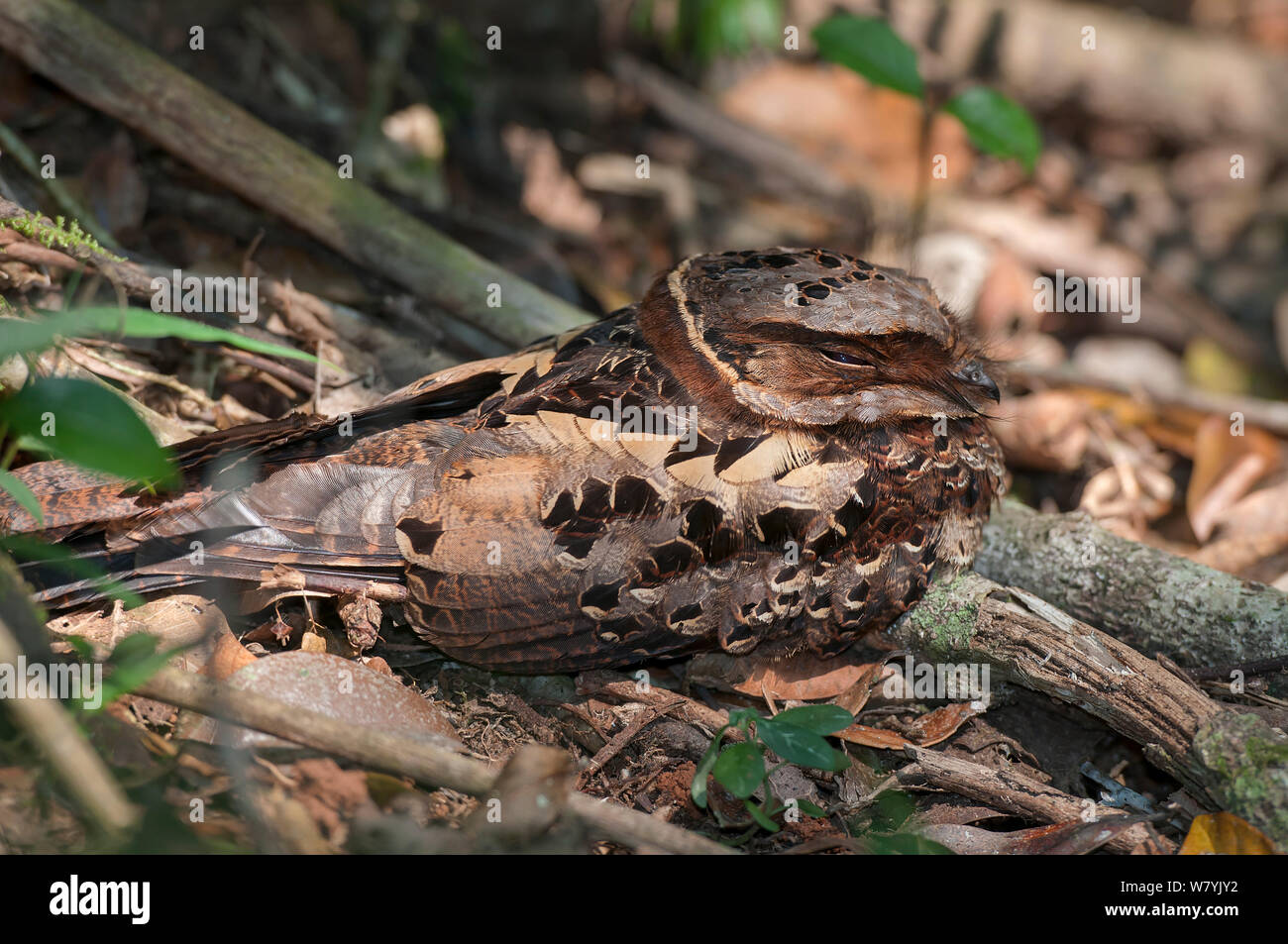 (Collared nightjar Caprimulgus enarratus) auf dem Boden aufliegt, Andasibe-Mantadia Nationalpark, Madagaskar. Stockfoto