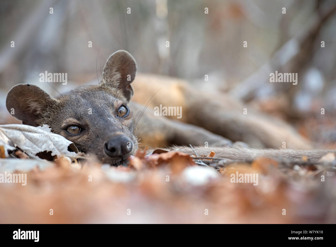 Fosa (Cryptoprocta ferox) ruhen auf dem Boden sind, Kirindy Wald, Madagaskar. Stockfoto