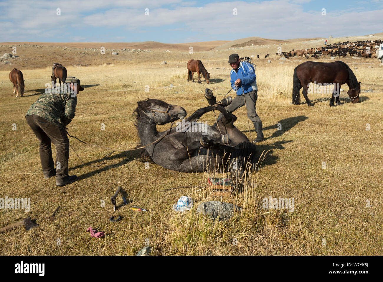 Zwei Pferdezüchter binden Mongolische Pferd zu Schuh ihm, am Fuße des Dungurukh Uul Berg, in der Nähe der Grenze zu China und Kasachstan, Bayan-Olgiy aymag und Mongolei. September. Stockfoto
