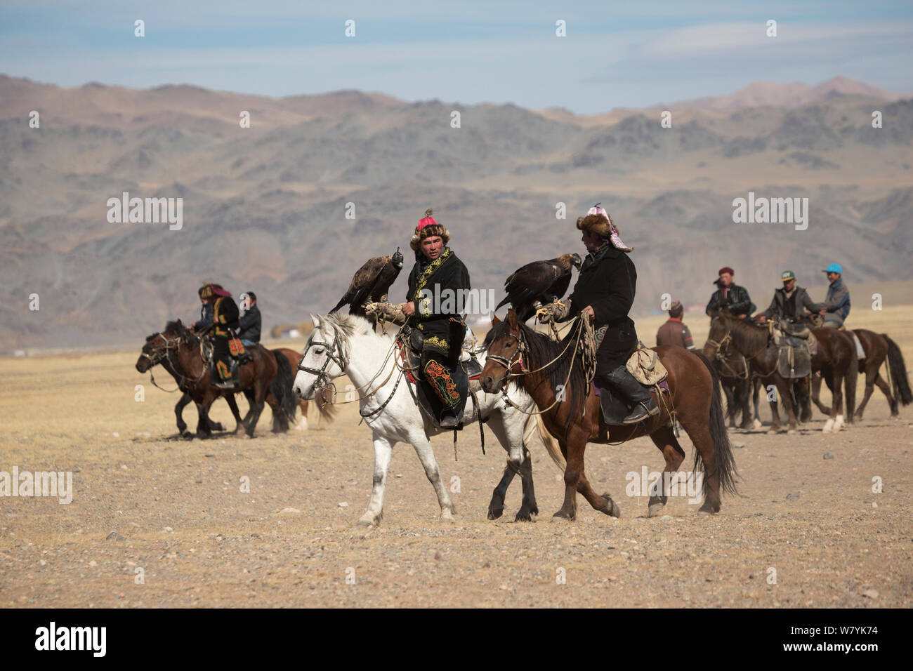 Adler Jäger montiert auf Mongolische Pferde kommen mit ihren weiblichen Steinadler (Aquila Chrysaetos) konkurrieren auf dem Adler-Jäger-Festival in der Nähe von Sagsai, Bayan-Ulgii Aymag, Mongolei. September 2014... Stockfoto