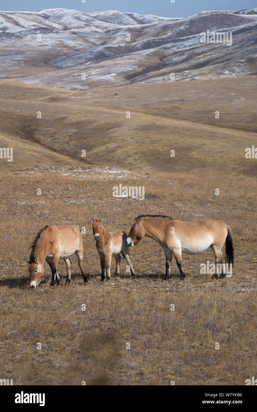 Zwei wilden Przewalski-pferde/Takhi Pferd (Equus ferus Przewalskii) Stuten und Fohlen grasen. Hustai National Park, Tüv Provinz der Mongolei. Gefährdete Arten. September. Stockfoto