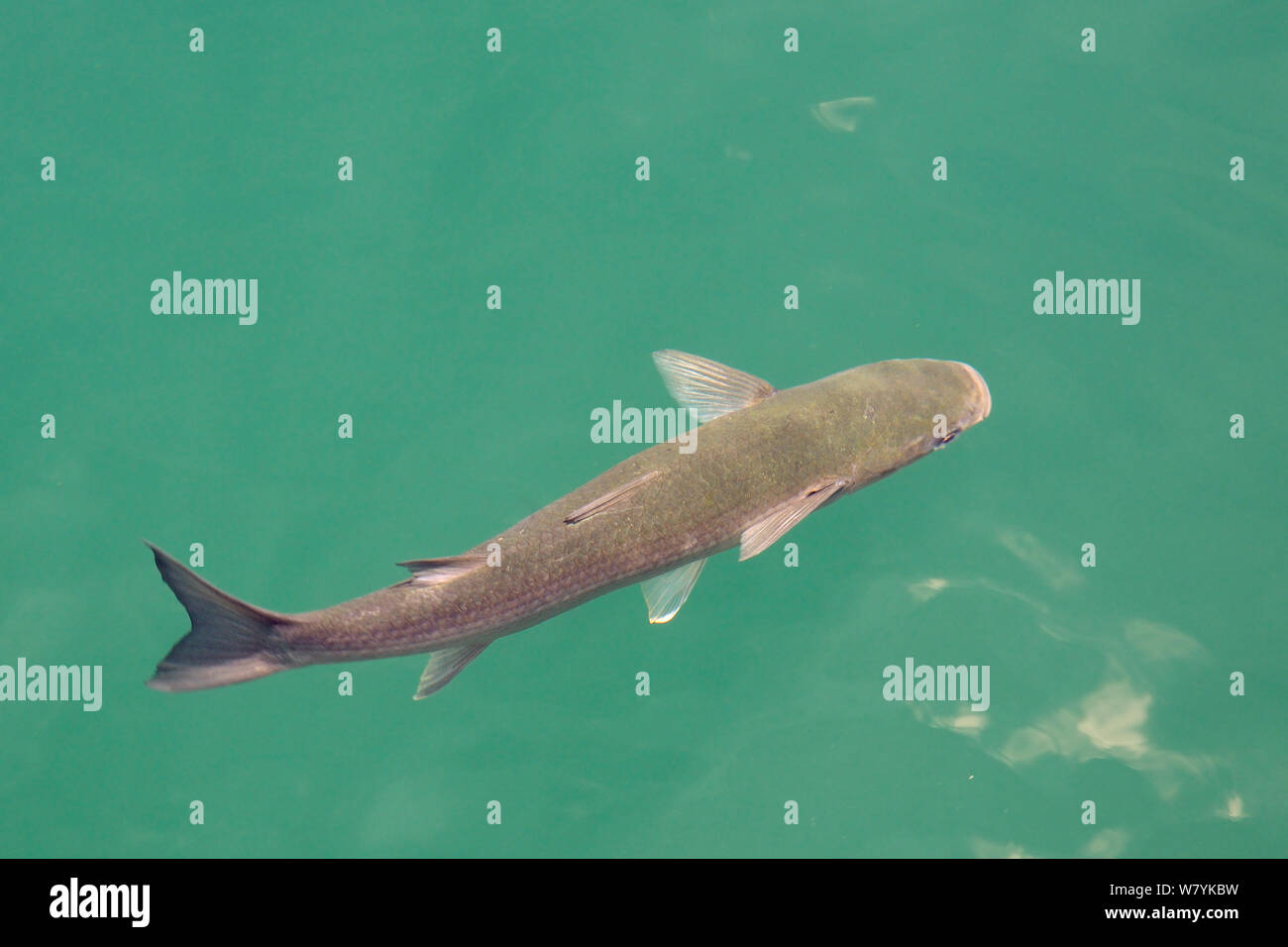 Dicke Lippen Meeräschen (Chelon Labrosus) Schwimmen, Los Gigantes, Teneriffa, Mai. Stockfoto