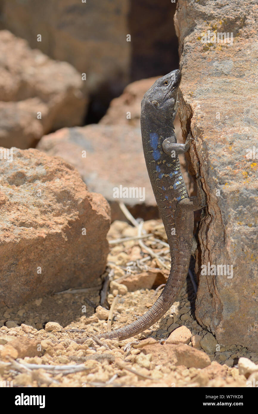 Männliche/westlichen Kanaren Teneriffa lizard Lizard (Gallotia galloti) Sonnenbaden auf den Lava Rock, Nationalpark Teide, Teneriffa, Mai. Stockfoto