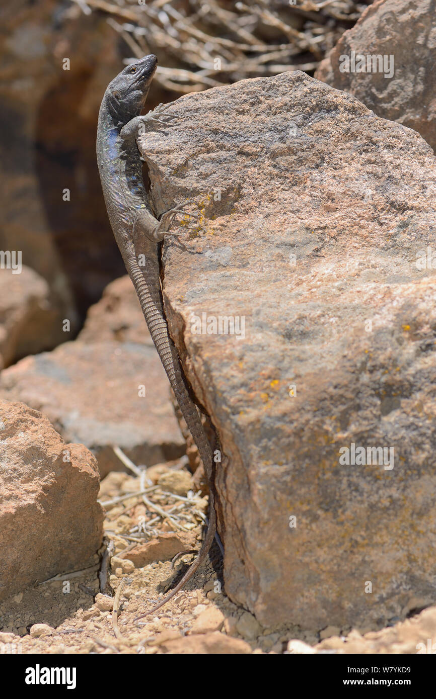 Männliche/westlichen Kanaren Teneriffa lizard Lizard (Gallotia galloti) Sonnenbaden auf den Lava Rock, Nationalpark Teide, Teneriffa, Mai. Stockfoto