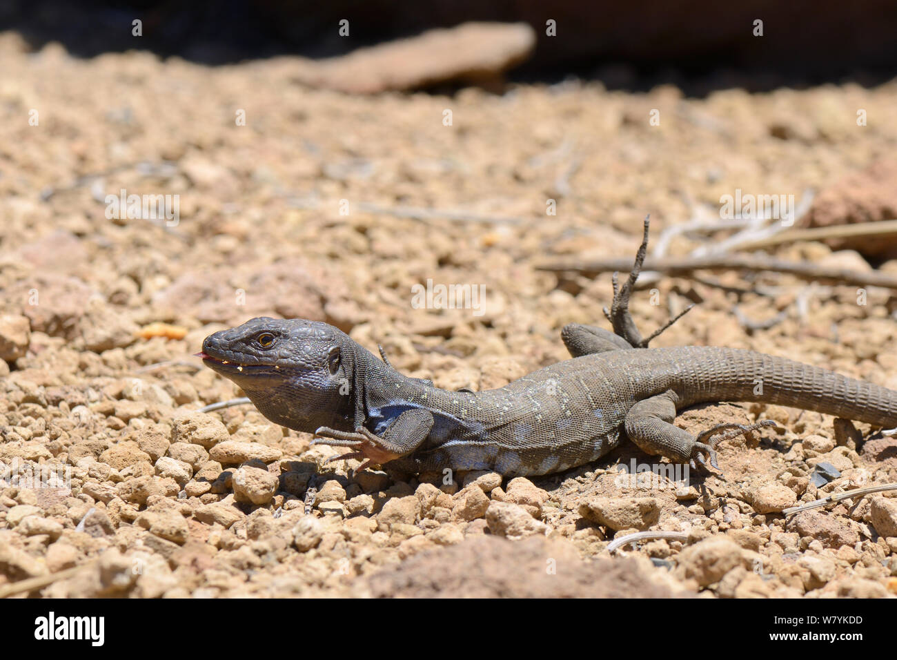 Männliche/westlichen Kanaren Teneriffa lizard Lizard (Gallotia galloti), und heben Sie alle vier Füße nach Heiß, Nationalpark Teide, Teneriffa, Mai. Stockfoto