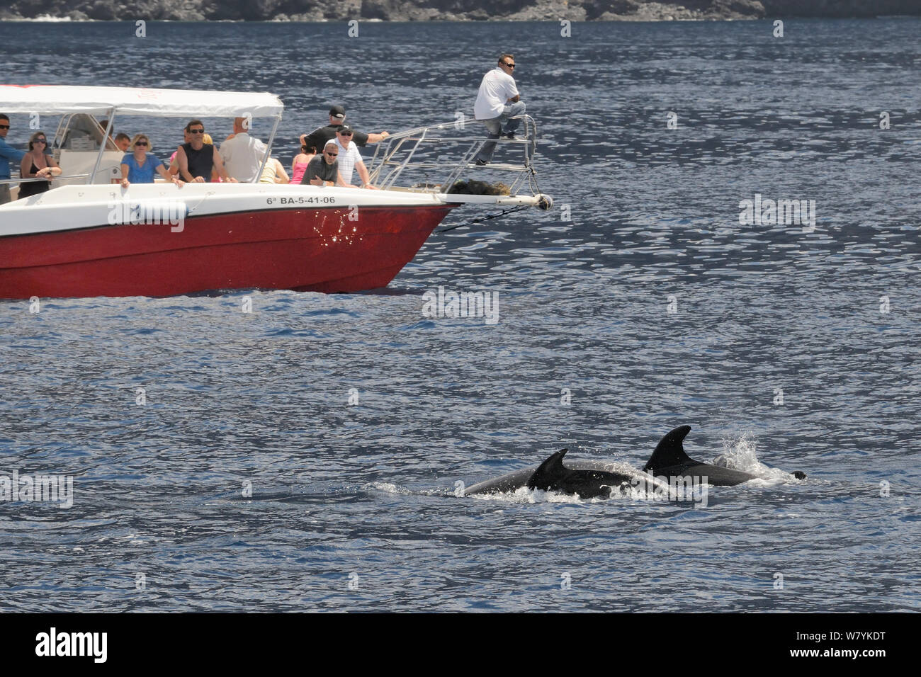 Zwei große Tümmler (Tursiops truncatus) auftauchen in der Nähe von Touristen auf Delphin- und Walbeobachtung Reise, Teneriffa, Mai. Stockfoto