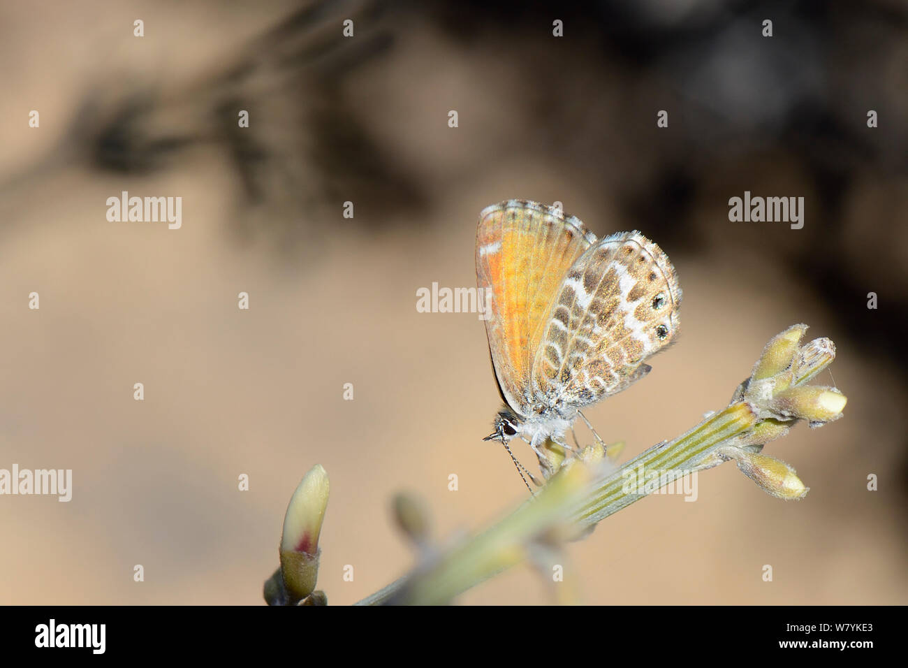 Kanarische Blauer Schmetterling (Cyclyrius webbianus), die auf dem Teide Broom bush (Spartocytisus supranubius), Nationalpark Teide, Teneriffa, Mai. Endemisch. Stockfoto