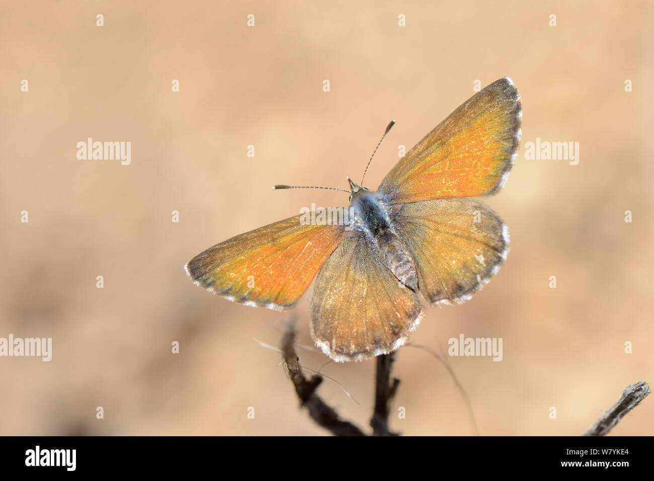 Weibliche kanarischen Blauer Schmetterling (Cyclyrius webbianus) auf Teide Broom bush (Spartocytisus supranubius), Nationalpark Teide, Teneriffa, Mai. Endemisch. Stockfoto
