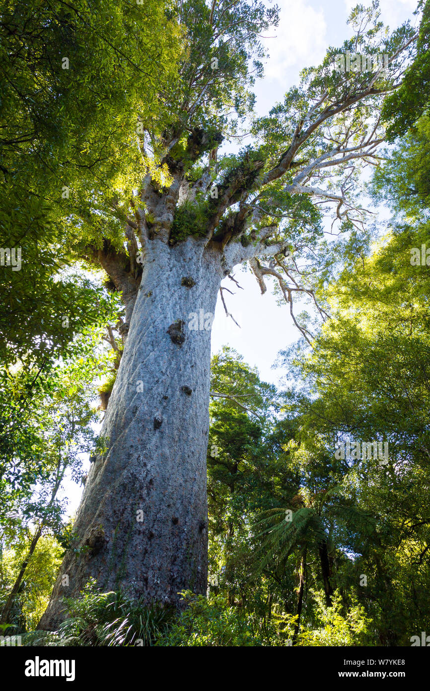 Tane Mahuta, der größte bekannte Kauri Baum (Agathis australis) schätzungsweise zwischen 1.250 und 2.500 Jahren alt, Waipoua Forest, Region Northland auf der Nordinsel Neuseelands. Endemische Stockfoto