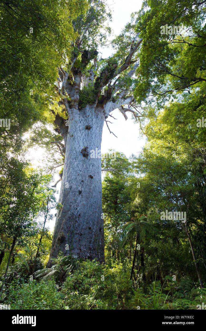 Tane Mahuta, der größte bekannte Kauri Baum (Agathis australis) schätzungsweise zwischen 1.250 und 2.500 Jahren alt, Waipoua Forest, Region Northland auf der Nordinsel Neuseelands. Endemische Stockfoto