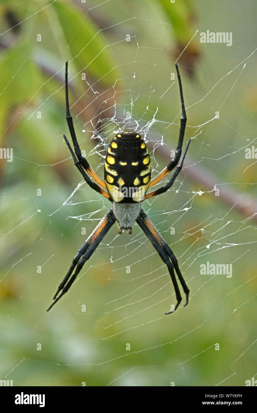 Golden orb Weaver (Argiope aurantia) Weibchen auf Web, Virginia, USA, September. Stockfoto