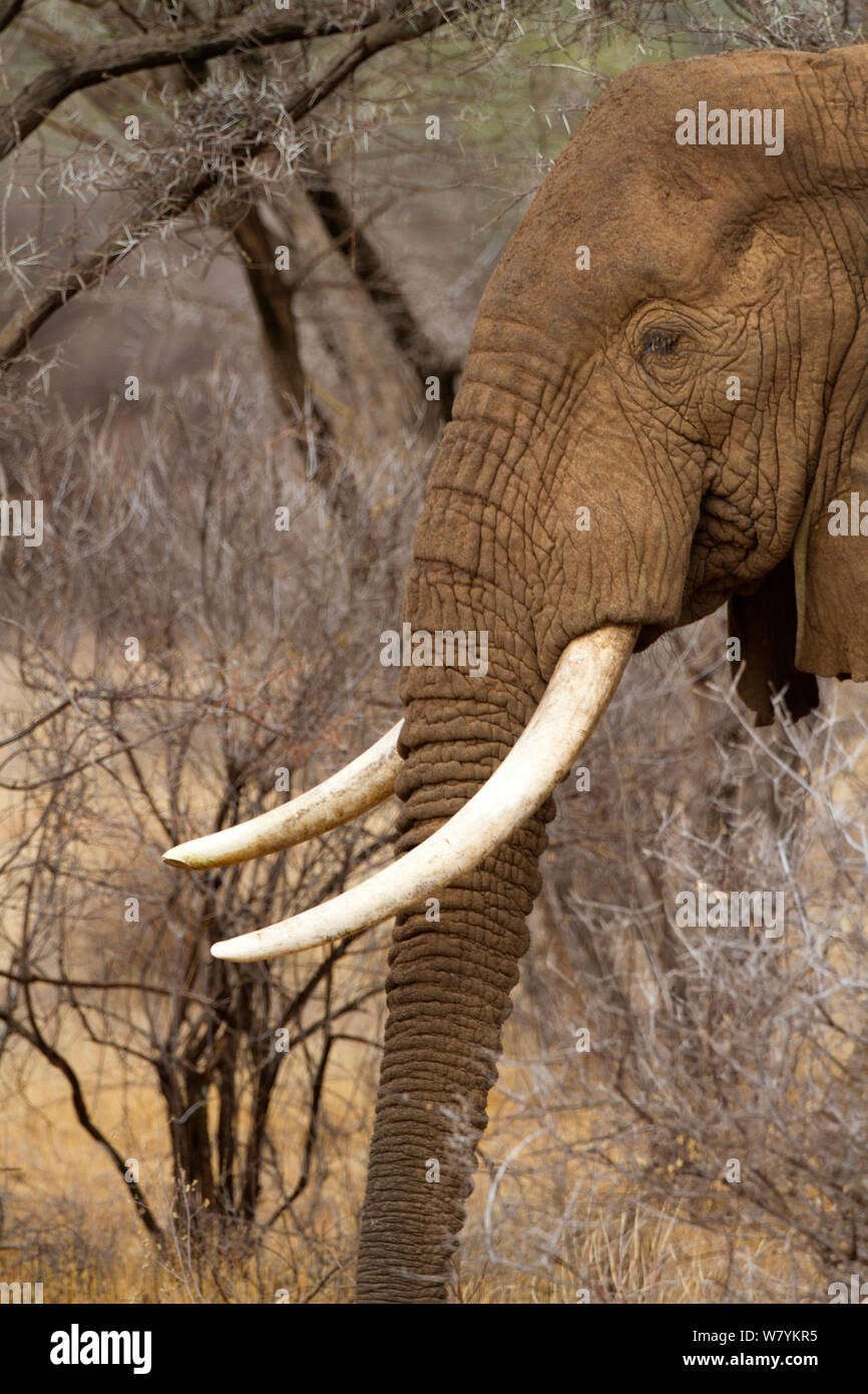 Afrikanischer Elefant (Loxodonta africana) männlich, Samburu National Reserve, Kenia. Stockfoto