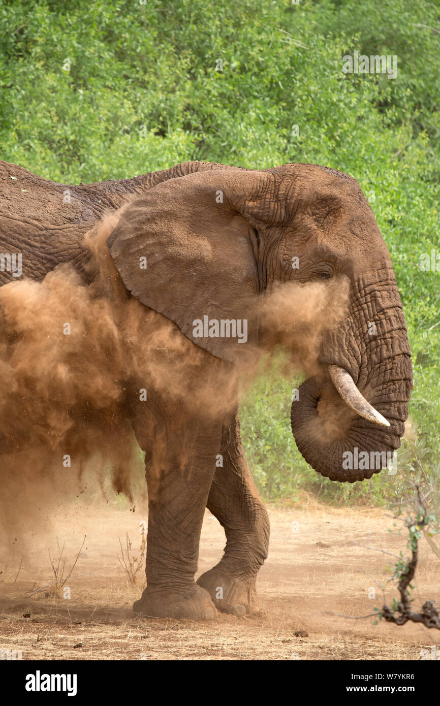 Afrikanischer Elefant (Loxodonta africana) Staub baden, Samburu National Reserve, Kenia. Stockfoto