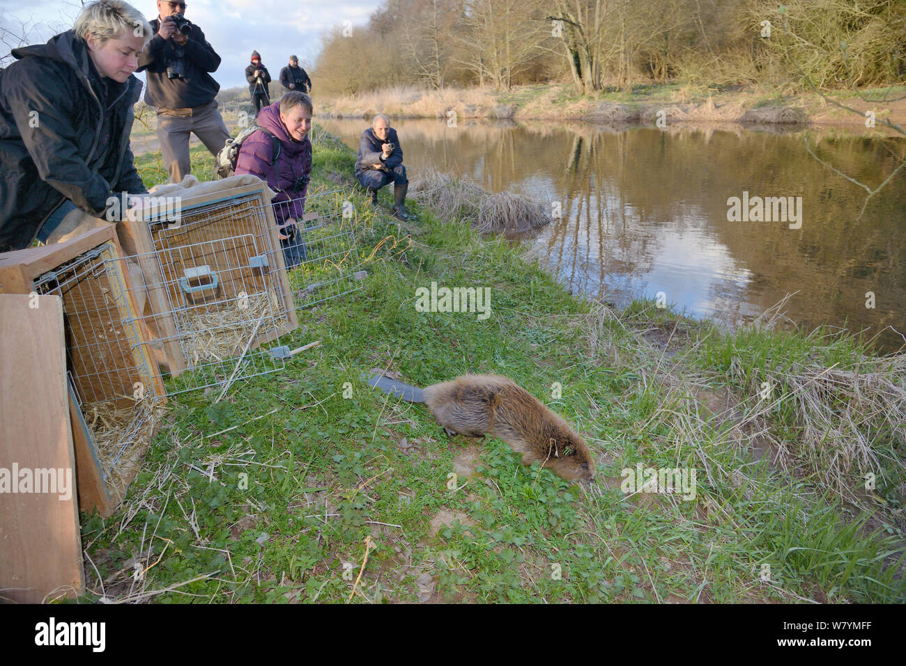 Julia Mäntel der tierischen und pflanzlichen Gesundheit Agentur lösen Eurasischen Biber (Castor Fiber) wieder in den Fluss Otter. Teil entwichen Bevölkerung re-released in den Wilden folgenden tierärztlichen Check ups. Am zweiten Tag der Biber Pressemitteilungen nach der Freilassung von zwei Erwachsene und eine junge Biber am Montag, den 23. März. Projekt von Devon Wildlife Trust, Devon, 24. März 2015 Modell managed freigegeben. Stockfoto