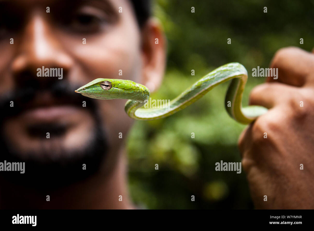 Mann mit Jugendlichen Weinstock Schlange (Ahaetulla nasuta), Agumbe, Thirthahalli taluk, Malnad, Karnataka, Indien, Juli. Stockfoto