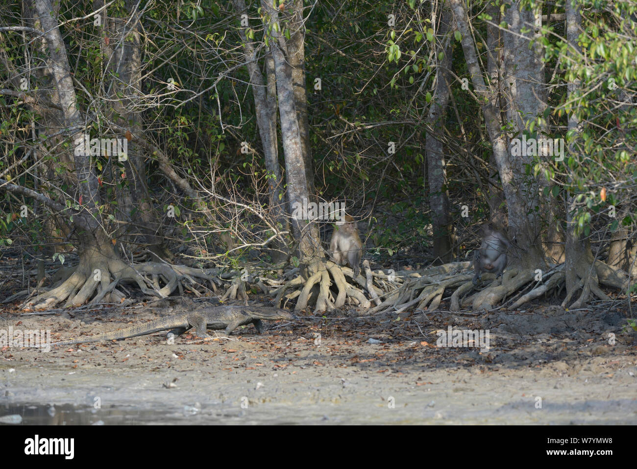 Krabbe - Essen/Long-tailed Makaken (Macaca fascicularis) und Eidechse im Forest Edge Monitor, Kuala Selangor, Malaysia Stockfoto