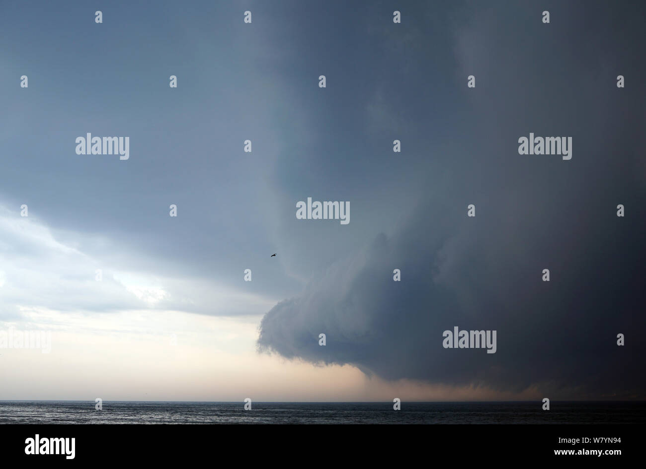 Dangery thoundstorm in dunklen Himmel kommenden mit dem starken Sturm über beruhigen den Michigan See. Allein Vogel fliegen in den bewölkten Himmel, der Sturm. USA, Grand Stockfoto