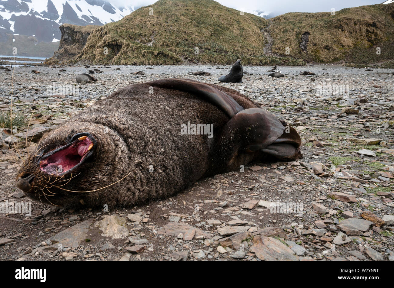 Antarktis Fell Dichtung (Arctocephalus gazella) männliche Gähnen auf Beach, South Georgia Island. Stockfoto