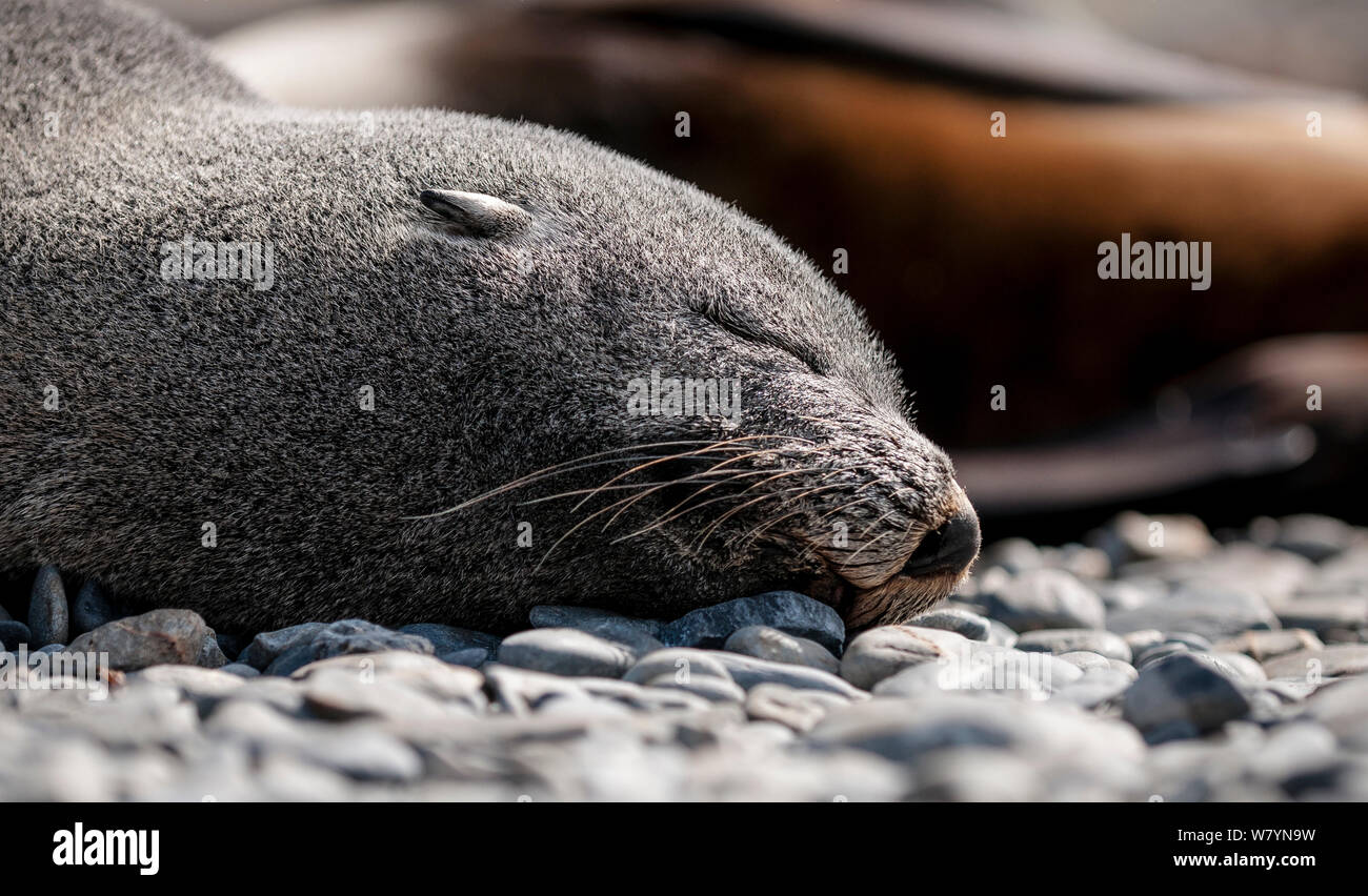 Antarktis Fell Dichtung (Arctocephalus gazella) Weiblich, South Georgia Island. Stockfoto