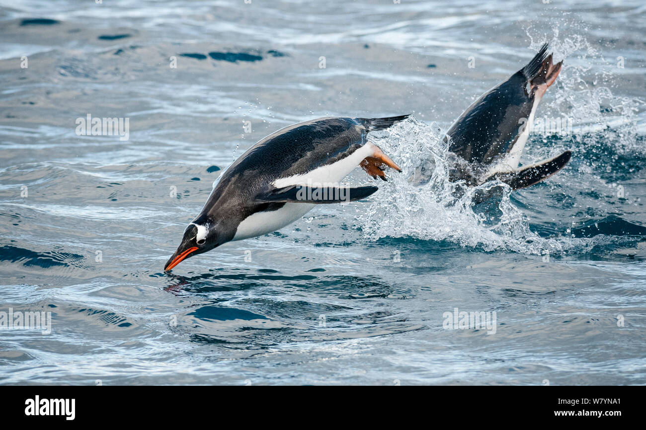 Eselspinguine (Pygoscelis papua) aus dem Wasser springen, South Georgia Island. Stockfoto