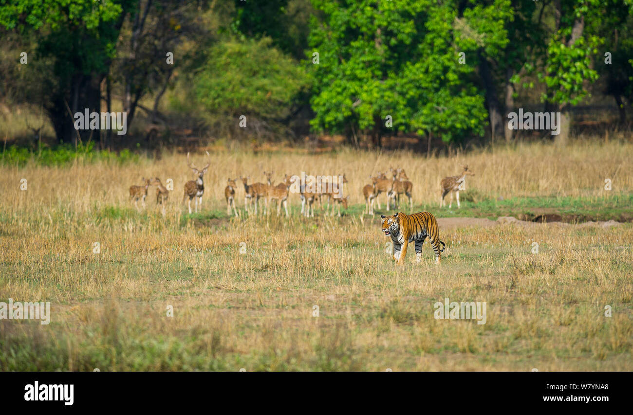 Weibliche Bengal Tiger (Panthera tigris) &#39; &#39; Kankuti wandern, mit Chital Rotwild (Achse) Bandhavgarh Nationalpark, Indien. Stockfoto