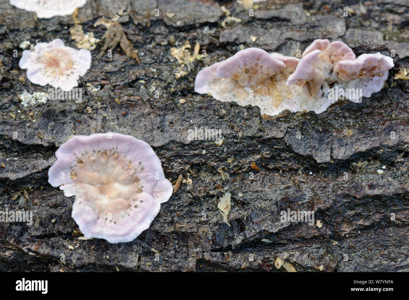 Rosa Halterung Pilz (Postia sp) mit Weinen Poren, GWT untere Holz finden, Gloucestershire, Großbritannien, Oktober. Stockfoto