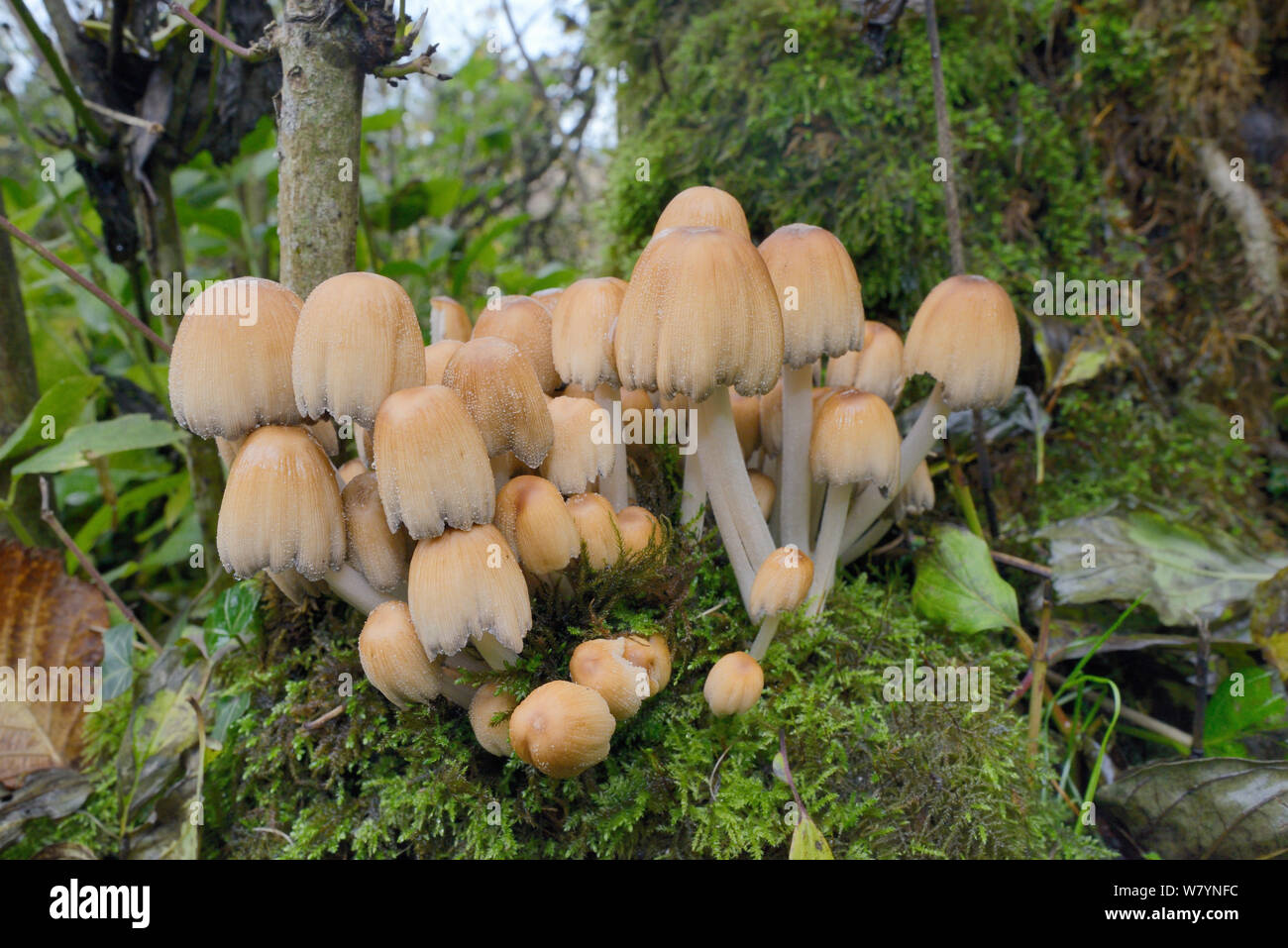 Glitzernde inkcap (Coprinus micaceus)/Coprinellus in Wäldern wächst, Halbinsel Gower, Wales, Oktober. Stockfoto