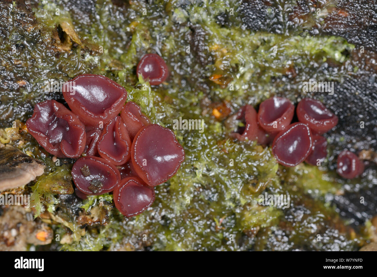 Purple Jelly (Ascocoryne sarcoides Tropfen/cylichnium) auf Verrottenden anmelden, GWT untere Holz finden, Gloucestershire, UK, November. Stockfoto