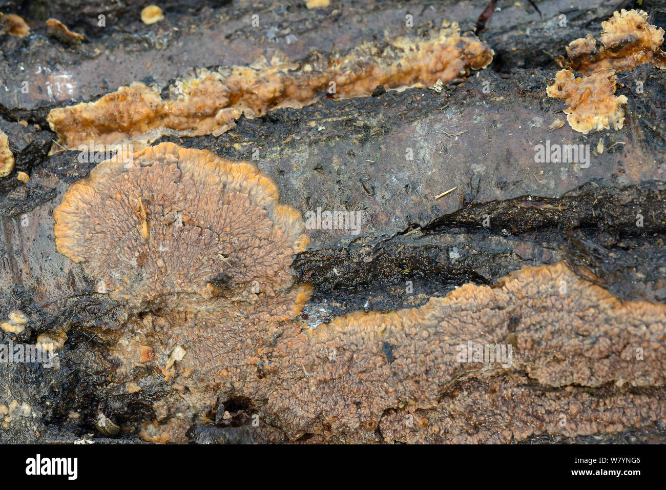Faltige Kruste Pilz (Phlebia radiata) auf Verrottenden anmelden, GWT untere Holz finden, Gloucestershire, Großbritannien, Oktober. Stockfoto
