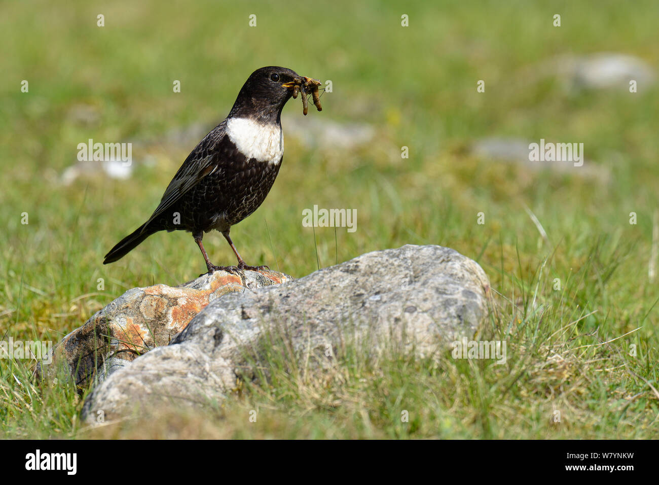 Die ringdrossel (Turdus torquatus) männlich mit Schnabel voller Essen, Obere Teesdale, Durham, England, UK. Mai Stockfoto