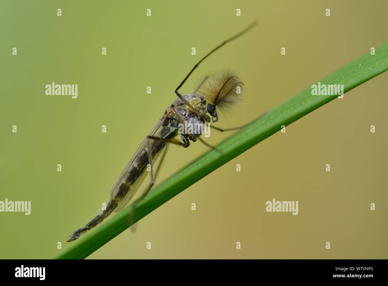 Moskito (Chironomus sp.) männlich Mücke ruht auf Gras, Hertfordshire, England, UK. April Stockfoto