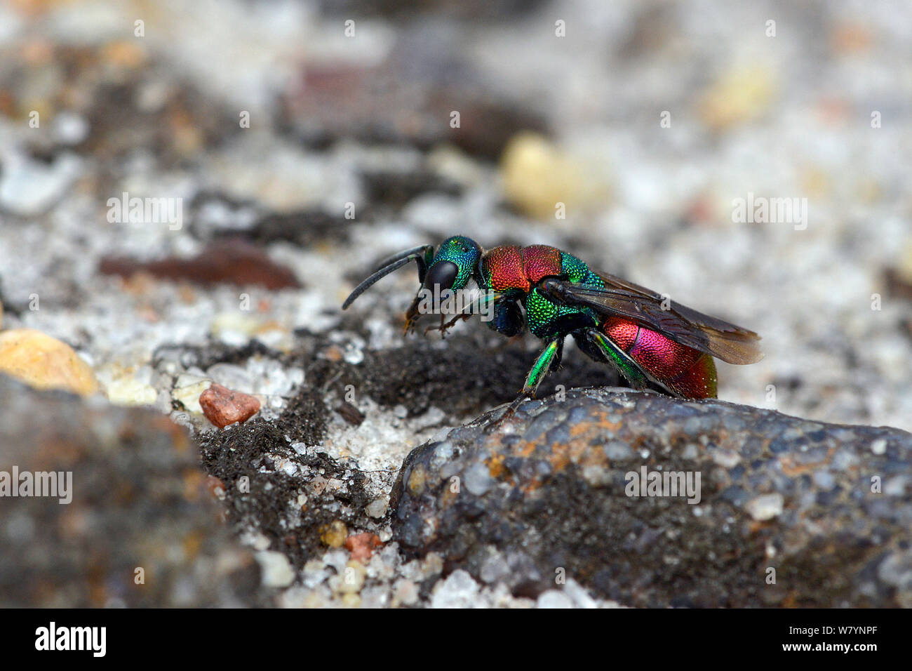 Wasp (Hedychrum niemelai) eine cleptoparasite in das Nest der verschiedenen Cerceris sp. Wespen, auf sandigem Boden, Surrey, England, UK. August. Stockfoto