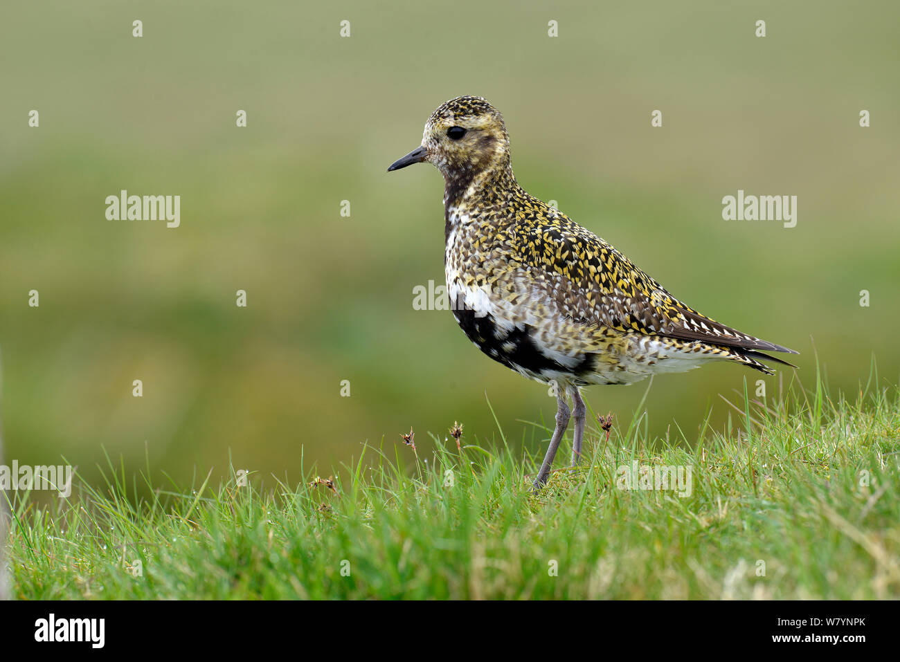 Goldregenpfeifer (Pluvialis apricaria) männlichen auf kurzen Rasen, Obere Teesdale, Durham, England. Großbritannien Stockfoto