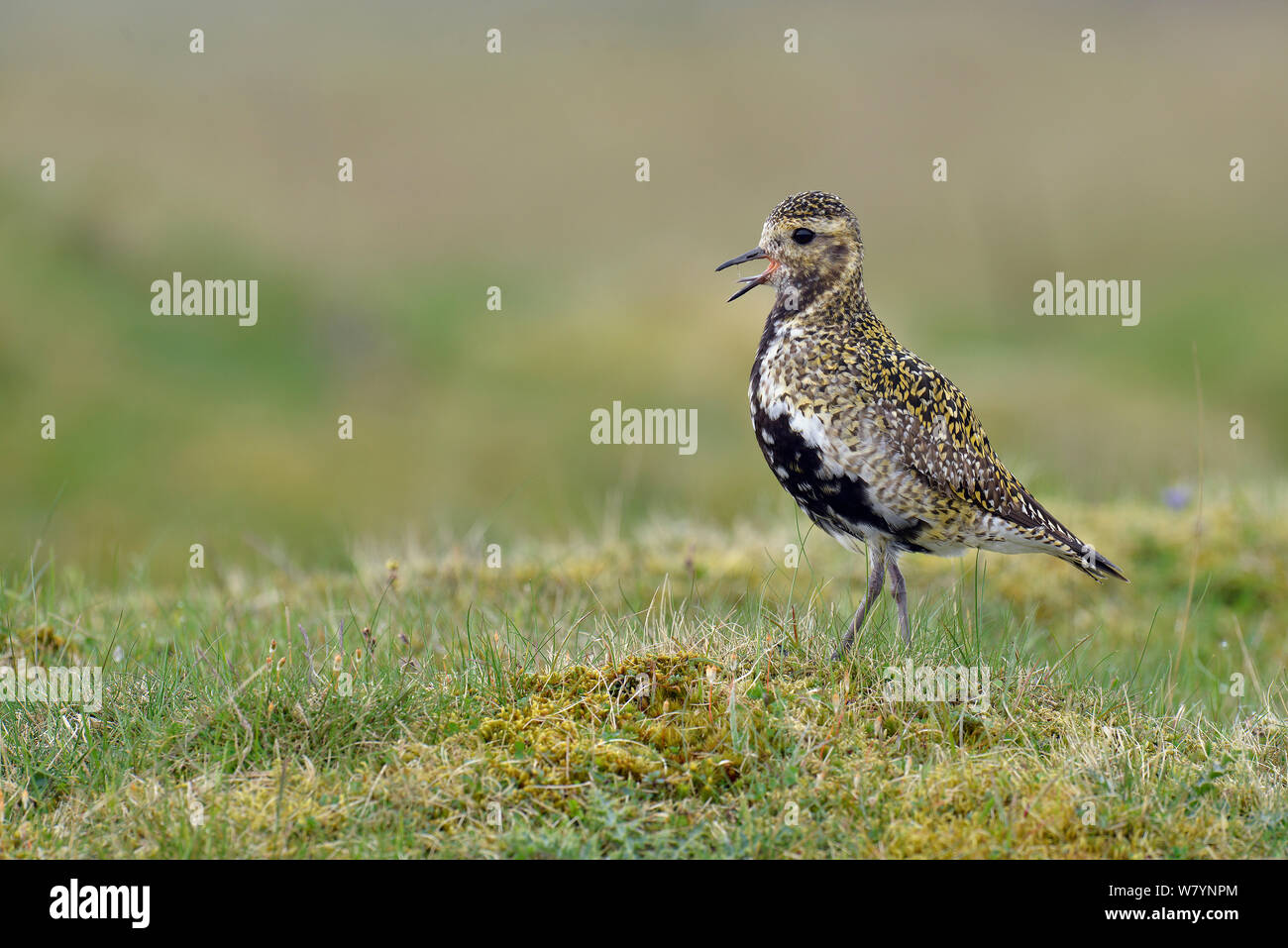 Goldregenpfeifer (Pluvialis apricaria) männliche Berufung, auf kurzen Rasen, Obere Teesdale, Durham, England. Großbritannien Stockfoto