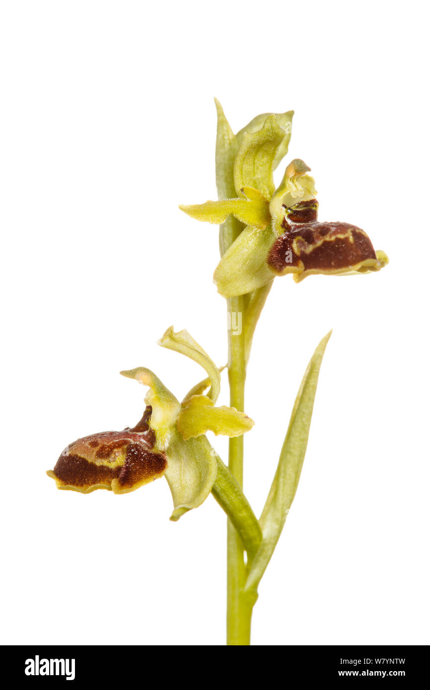Frühe spider Orchid (Ophrys sphegodes), villarroya Wald, La Rioja, Spanien, Juni. meetyourneighbors.net Projekt Stockfoto