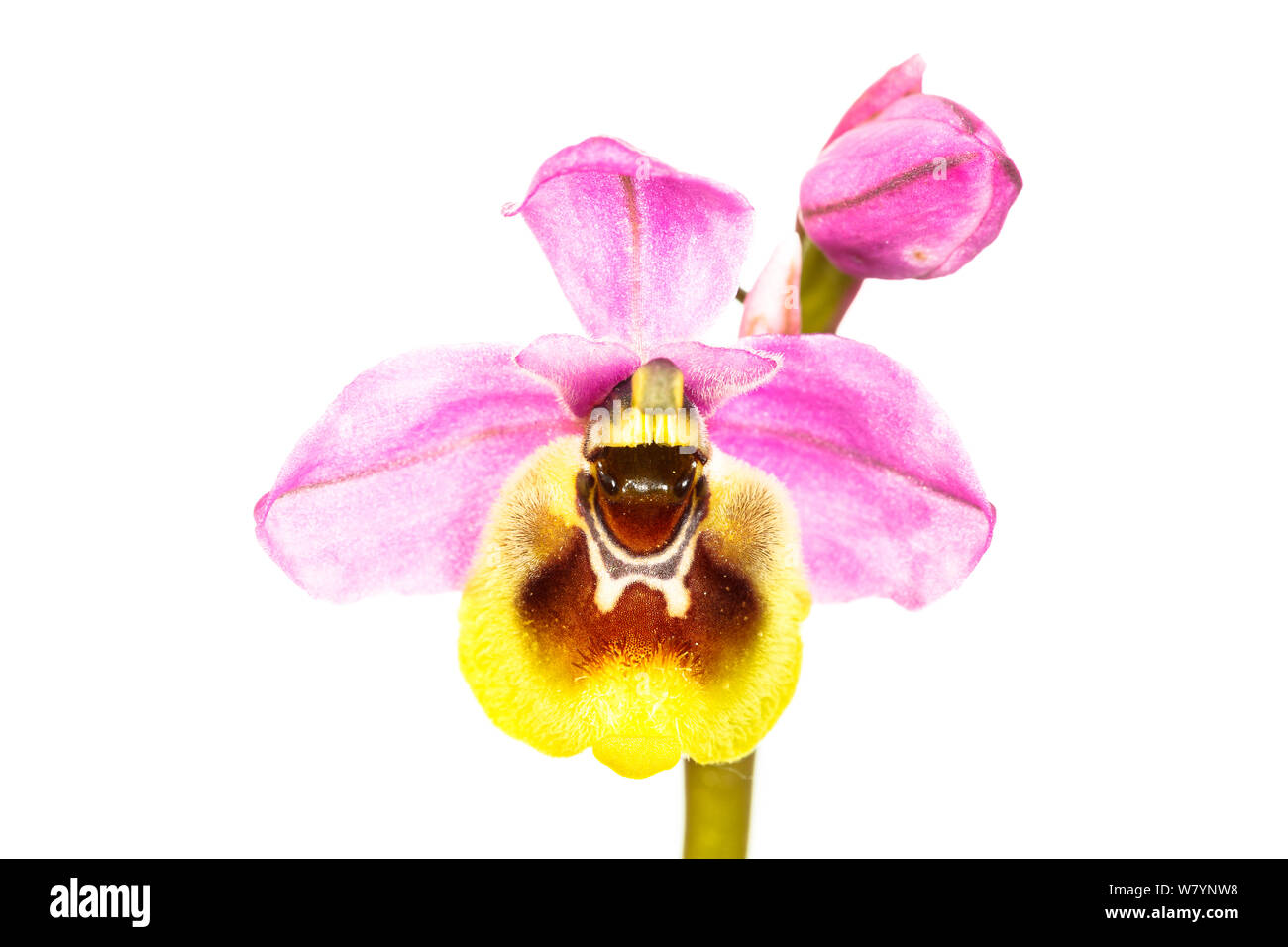 Orchidee (Sawfly Ophrys tenthredinifera), villarroya Wald, La Rioja, Spanien, Juni. meetyourneighbors.net Projekt Stockfoto