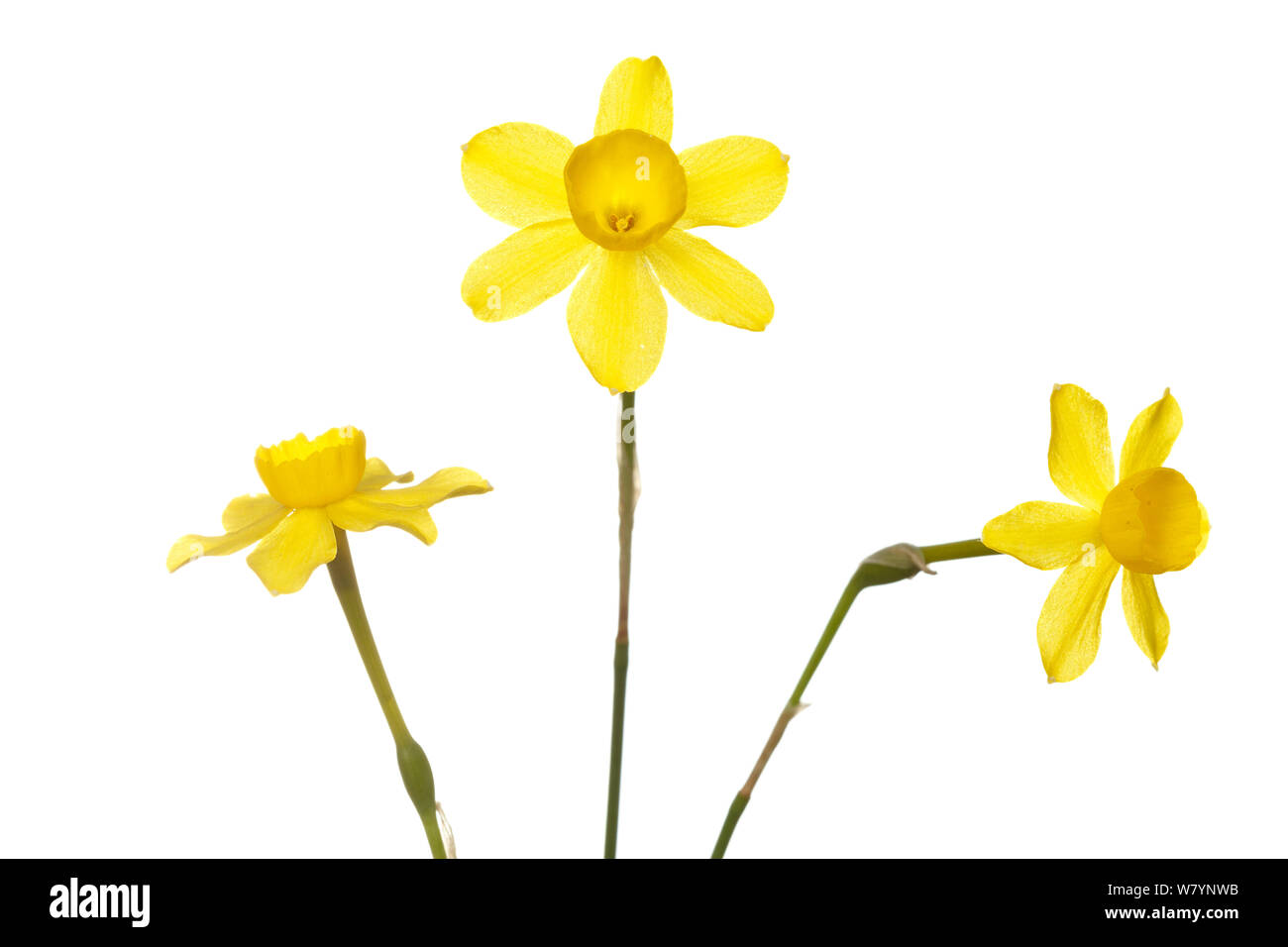 Narzisse (Narcissus dubius), Milagro, Navarra, Spanien, März. meetyourneighbors.net Projekt Stockfoto