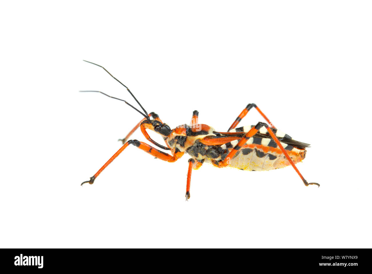 Gefleckte assassin Bug (Rhynocoris punctiventris), Karmel-gebirge, Israel, März. Fokus - gestapelt und 7/8. meetyourneighbors.net Projekt Stockfoto