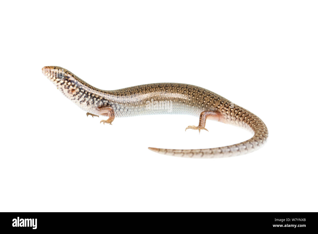 Lembeh skink (Chalcides ocellatus), zentrale Küstenebene, Israel, April. meetyourneighbors.net Projekt Stockfoto