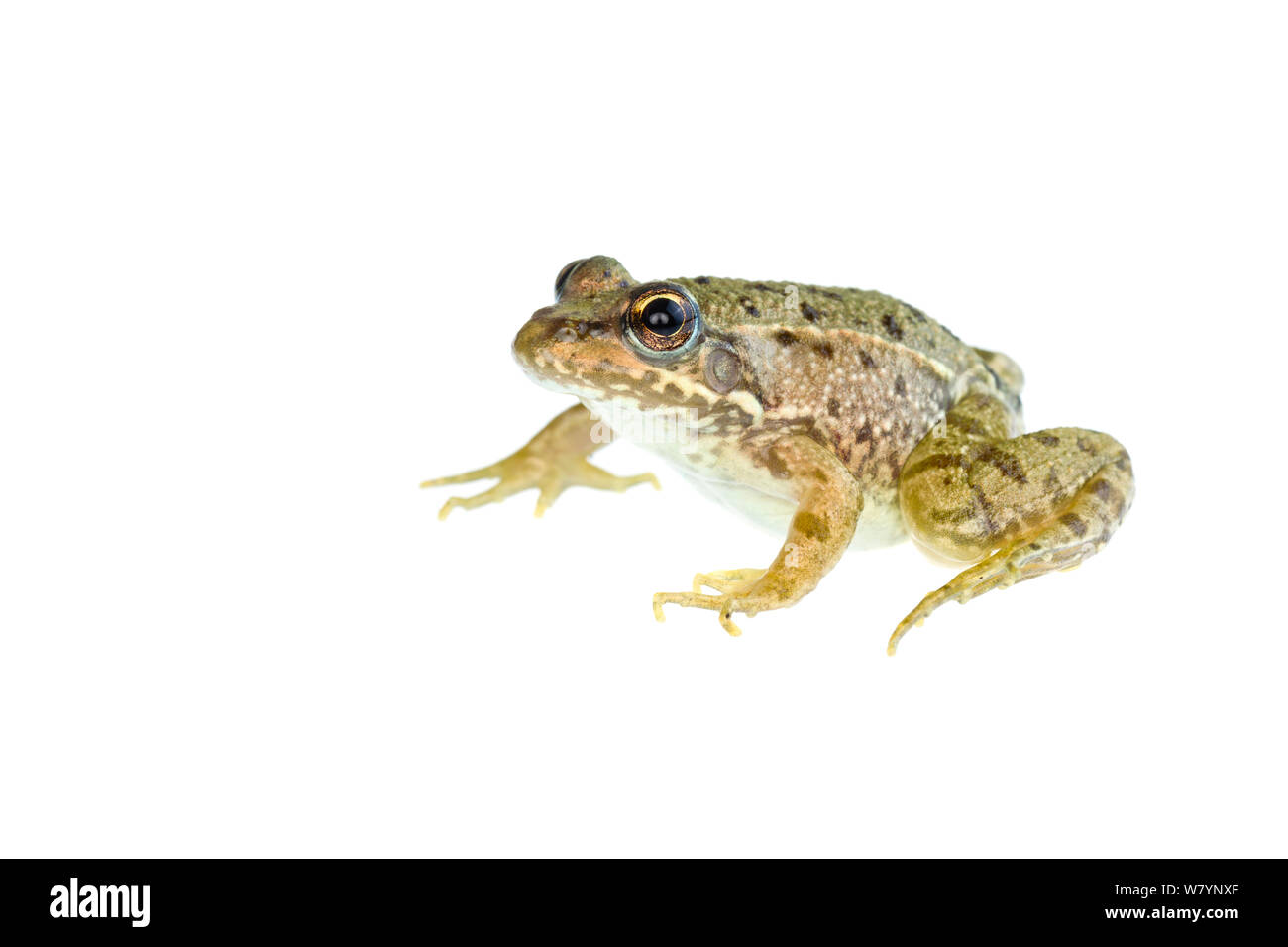 Levant wasser Frosch (Pelophylax bedriagae), zentrale Küstenebene, Israel, Juni. meetyourneighbors.net Projekt Stockfoto