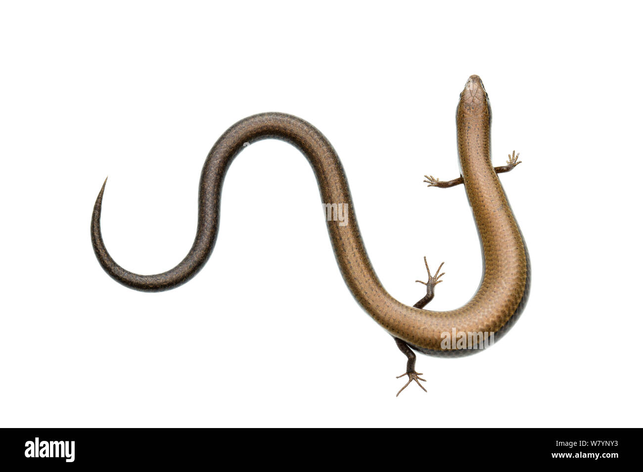 Ruppell&#39;s Snake-eyed Skink (Ablepharus rueppellii), Karmel-gebirge, Israel, März. meetyourneighbors.net Projekt Stockfoto