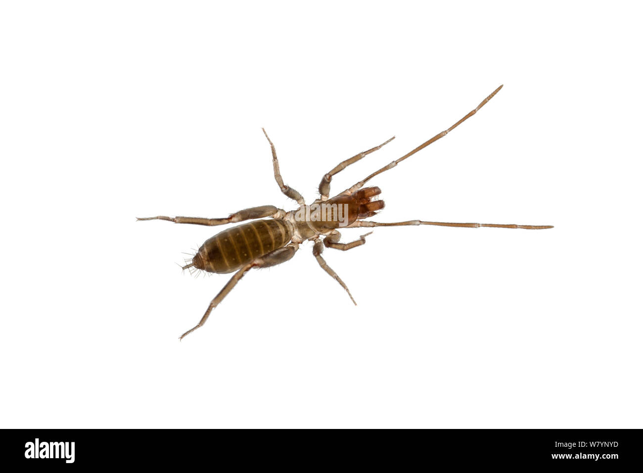 Micro whipscorpion (Belicenochrus pentalatus), Bladen Naturschutzgebiet, Toledo District, Belize, August. meetyourneighbors.net Projekt Stockfoto