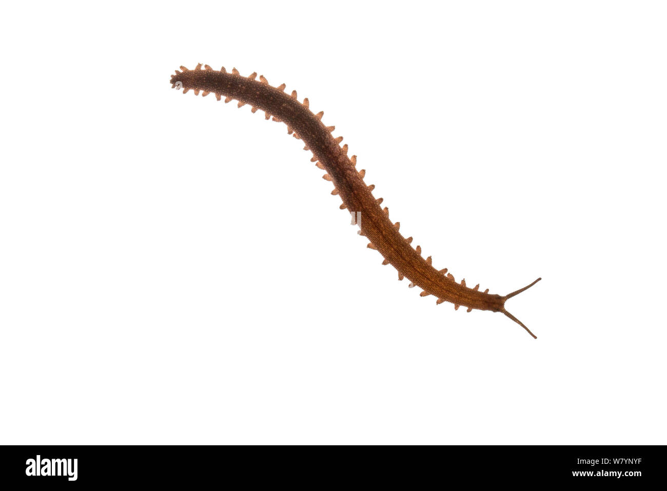Velvet worm (Epiperipatus sp), Toledo District, Belize, August. meetyourneighbors.net Projekt Stockfoto