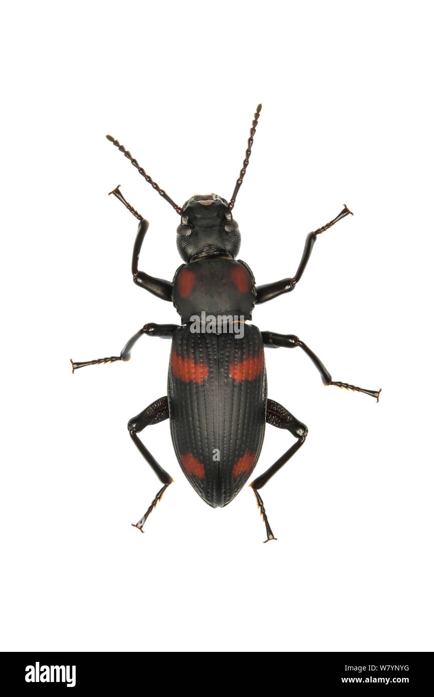 Darkling Käfer (Zophobas Signatus), Bladen Naturschutzgebiet, Toledo District, Belize, August. meetyourneighbors.net Projekt Stockfoto