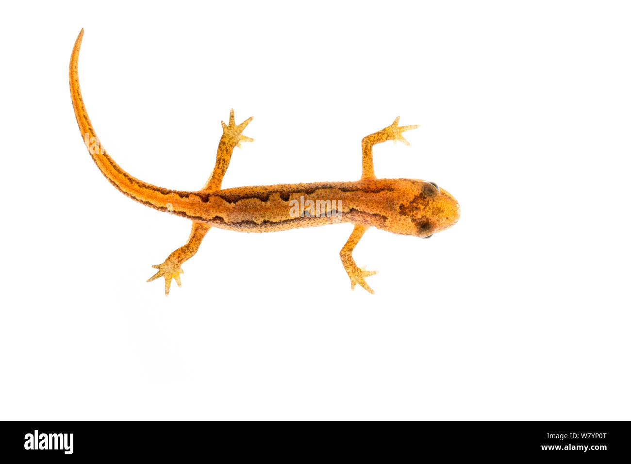 Palmate newt (Lissotriton helveticus) Jugendkriminalität, Maine-et-Loire, Frankreich, September. meetyourneighbors.net Projekt Stockfoto