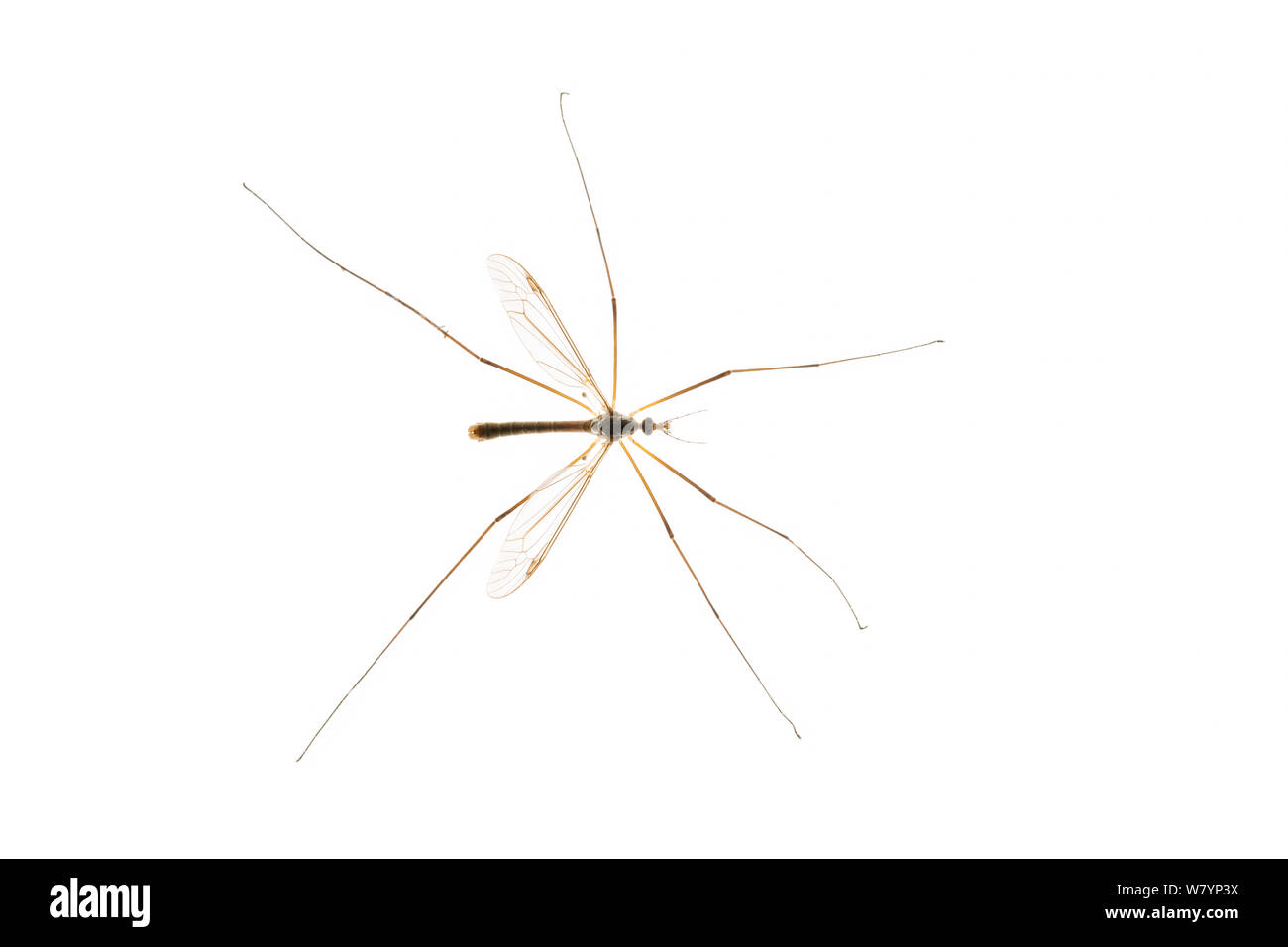 Cranefly (Tipula sp), Maine-et-Loire, Frankreich, September. meetyourneighbors.net Projekt Stockfoto