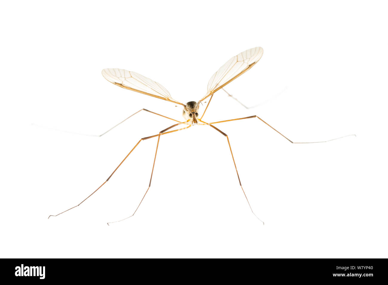 Cranefly (Tipula sp), Maine-et-Loire, Frankreich, September. meetyourneighbors.net Projekt Stockfoto